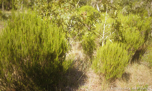 Florida rosemary, Ceratiola ericoides, shown growing in a sandhill habitat along with turkey oak, Quercus laevis. A large rosemary bush is shown at the left front of the image, and smaller rosemary bushes are on the right front. These bushes typically are rounded, and attain a height of 2 to 3 meters (7 to 10 feet). Florida rosemary is the host for the rosemary grasshopper, Schistocerca ceratiola Hubbell and Walker. 