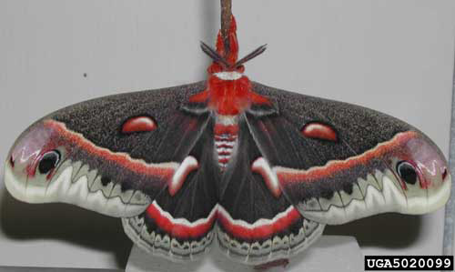 Adult cecropia moth, Hyalophora cecropia