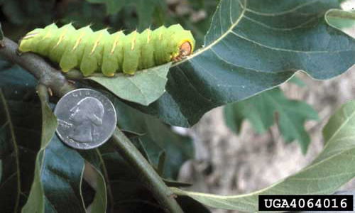 A caterpillar of the polyphemus moth