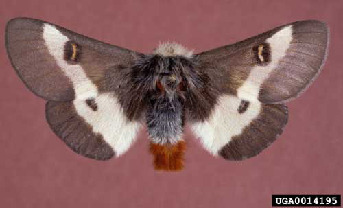 Adult male buck moth, Hemileuca maia