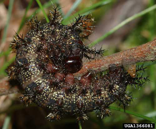 The dark form of the buck moth larva, Hemileuca maia
