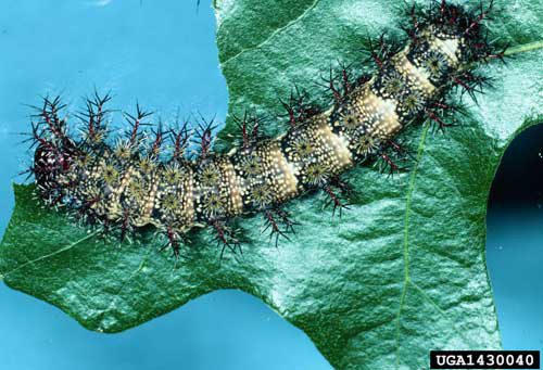 The light form of the buck moth larva, Hemileuca maia