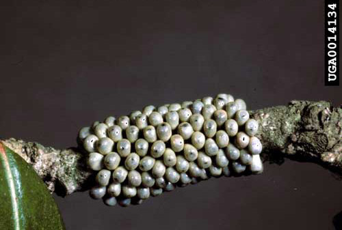 The eggs of the buck moth, Hemileuca maia