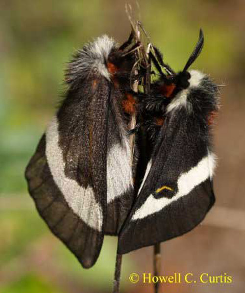 Adult buck moths, Hemileuca maia