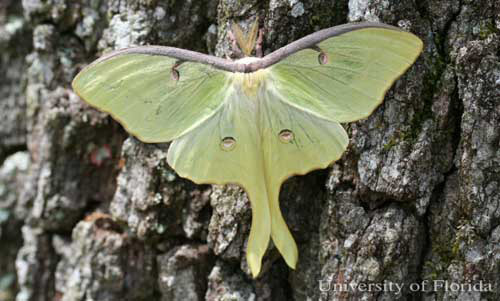 Adult male luna moth, Actias luna (Linnaeus).