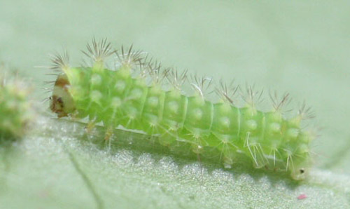 First instar larva of the luna moth, Actias luna (Linnaeus).