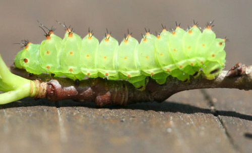 Third instar larva of the luna moth, Actias luna (Linnaeus).