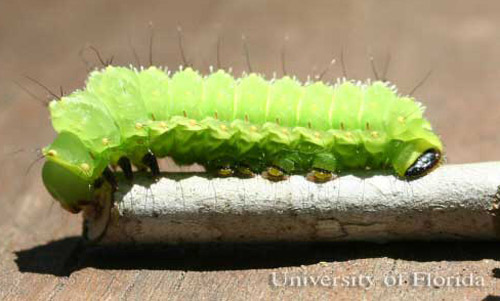 Fourth instar larva of the luna moth, Actias luna (Linnaeus).
