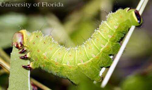 Fifth (last) instar larva (more sertiferous) of the luna moth, Actias luna (Linnaeus).