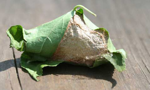 Cocoon of the luna moth, Actias luna (Linnaeus).