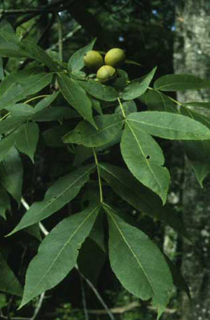 Pignut hickory, Carya glabra (Mill.)Sweet, a host of the luna moth, Actias luna (Linnaeus).