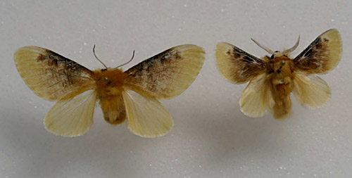 Female and male southern flannel moths