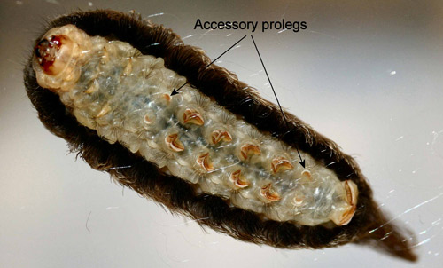 Puss caterpillar, Megalopyge opercularis (J.E. Smith) (ventral view showing auxillary prolegs without crochets)