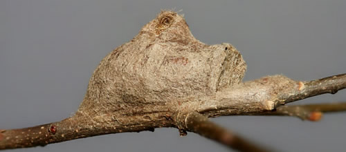 Southern flannel moth cocoon, Megalopyge opercularis (J.E. Smith) (older weathered cocoon showing operculum and hump)