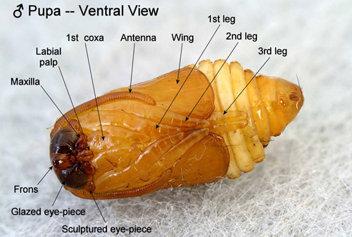 Southern flannel moth pupa, Megalopyge opercularis (J.E. Smith), (male, ventral view showing appendages and eyepieces)