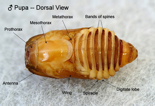 Southern flannel moth pupa, Megalopyge opercularis, (male, dorsal view showing bands of spines on the abdominal segments).