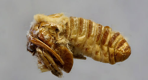 Southern flannel moth pharate adult, Megalopyge opercularis (J.E. Smith) (note free appendages)