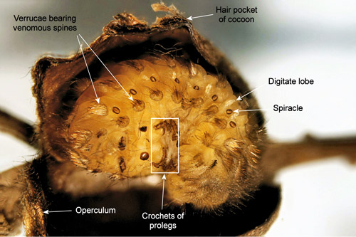 Puss caterpillar, Megalopyge opercularis (early instar showing venomous spines).