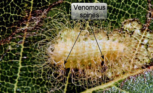 Puss caterpillar, Megalopyge opercularis (early instar showing venomous spines). 