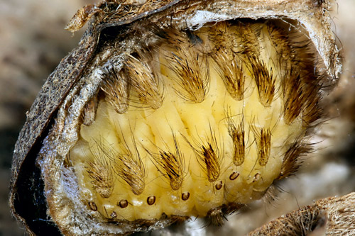 Puss caterpillar, Megalopyge opercularis (J.E. Smith) (pre-pupa showing venomous spines)