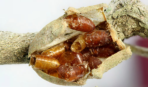 Tachinid puparial shells inside old Megalopyge opercularis (J.E. Smith) cocoon