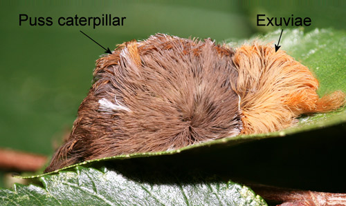 Megalopyge opercularis eating its exuviae. 