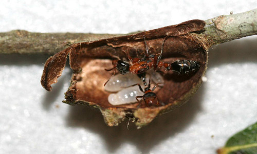 Pseudomyrmex gracilis (Fabricius) and brood inside old Megalopyge opercularis cocoon.
