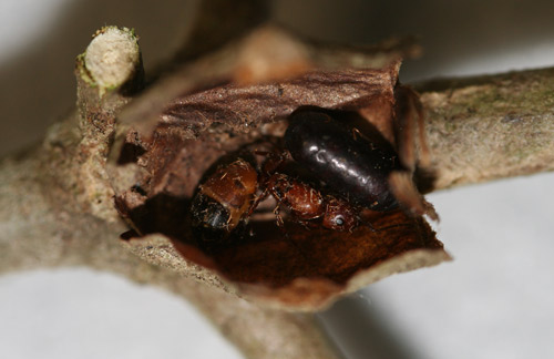Camponotus snellingi Bolton and unidentified tachinid puparial shell inside old Megalopyge opercularis cocoon. 