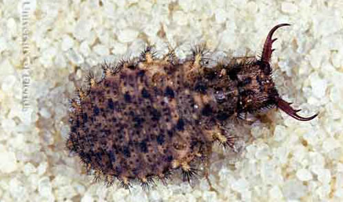 Larva of Glenurus