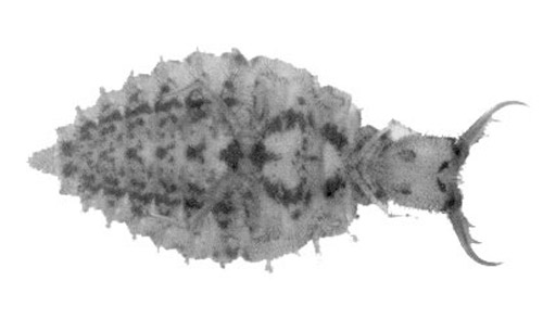 Ventral view of larvae of Glenurus gratus