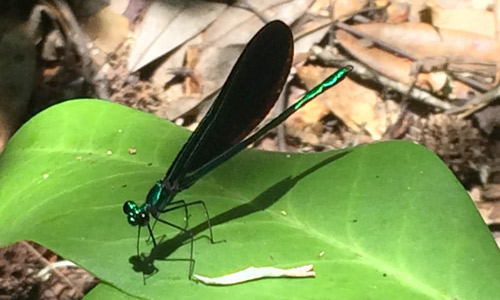 Male ebony jewelwing, Calopteryx maculata (Beauvois), resting on a leaf (lateral view)