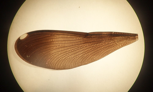 The wing of a female ebony jewelwing, Calopteryx maculata (Beauvois). The pterostigma is seen on the top left tip of the wing