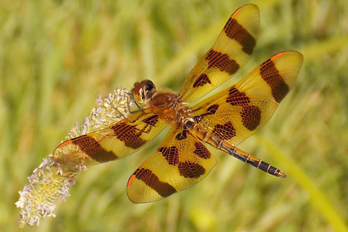 Celithemis eponina Drury, the Halloween pennant dragonfly.
