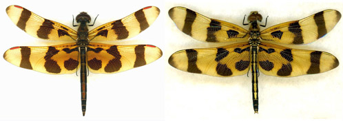 Comparison of a mature male (left) and female (right) Halloween pennant, Celithemis eponina Drury.