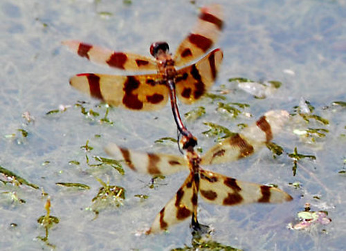 A male and female Celithemis eponina Drury flying over a pond. The female has her abdomen dipped into the water as she is depositing eggs.