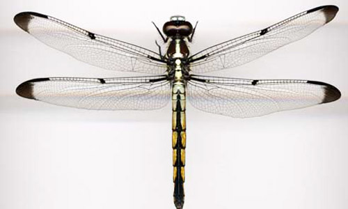 Dorsal view of an adult dragonfly from the family Libellulidae. 