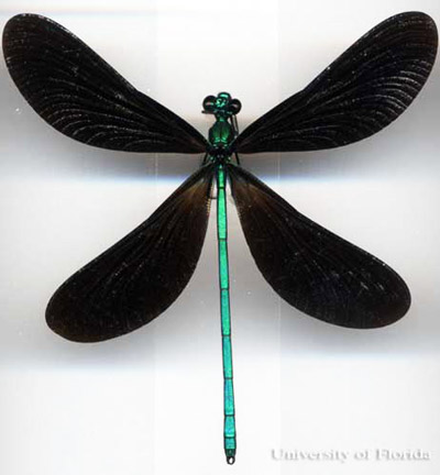 Dorsal view of an adult Calopteryx maculata, a damselfly. The species is in the family Calopterygidae. This image shows one of two general wing forms found within damselflies in Florida. 