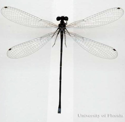 Dorsal view of an adult damselfly from the family Coenagrionidae. This image shows one of two general wing forms found within damselflies in Florida. 