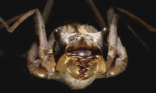 Vue frontale d'une naïade libellule de la famille Macromiidae. Cette image montre la forme générale des naïades des libellules.