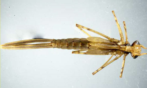 Dorsal view of a damselfly naiad from the family Calopterygidae. This image shows the general form of damselfly naiads. 