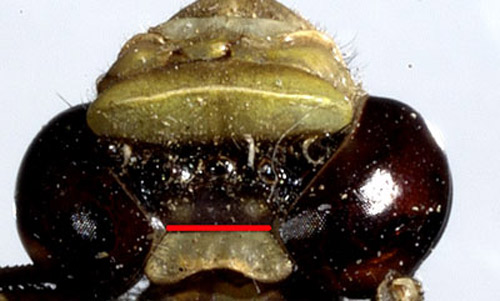Cabeza de gomphida adulto.