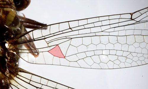 El subtriangulo de la ala anterior con una sola celula.