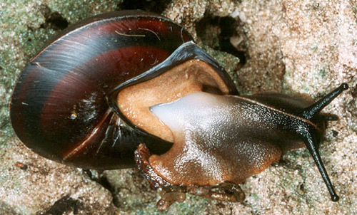 View of shell (ventral) and snail (dorsal) Caracolus marginella (Gmelin, 1791), the banded caracol. 
