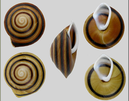 Views of shells of Caracolus marginella (Gmelin, 1791), the banded caracol, displaying some of the various color morphs. 