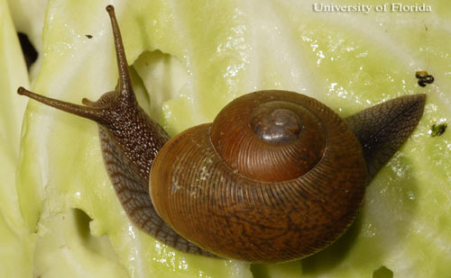 Dorsal view of Zachrysia provisoria (L. Pfeiffer, 1858), the Cuban brown snail. 