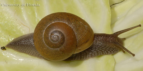 Dorso-lateral view of Zachrysia provisoria (L. Pfeiffer, 1858), the Cuban brown snail. 