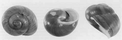 Three views of the shell of Zachrysia provisoria (L. Pfeiffer, 1858), the Cuban brown snail. 