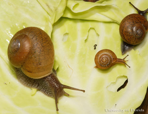 Three different life stages of Zachrysia provisoria (Pfeiller, 1858), the Cuban brown snail, feeding on lettuce in the laboratory.