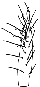 Foretarsi of Eosentomon maryae Tipping with sensilla and setal patterns. 