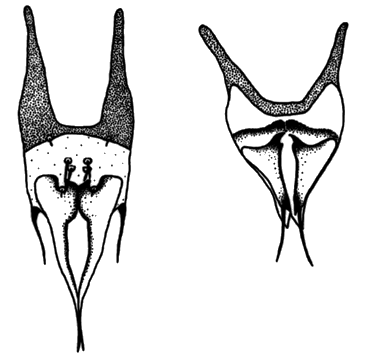Squamma genitalis of Eosentomon caddoense Tipping; male left, female right.